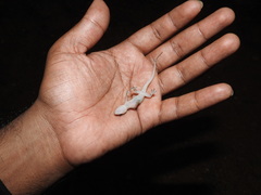 Hemidactylus parvimaculatus