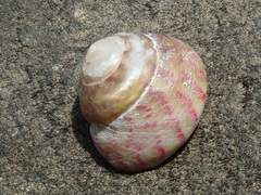 Steromphala divaricata