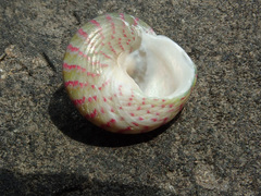 Steromphala divaricata