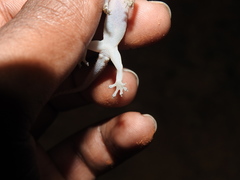 Hemidactylus parvimaculatus