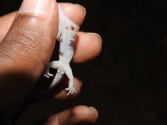 Hemidactylus parvimaculatus