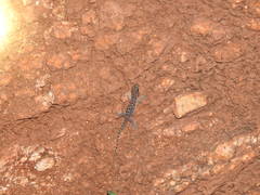 Hemidactylus parvimaculatus