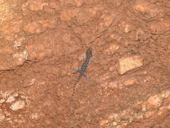 Hemidactylus parvimaculatus