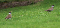 Charadrius vociferus