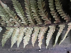 Polystichum polyblepharum