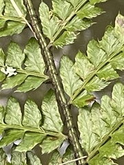 Polystichum polyblepharum