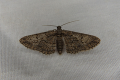 Ectropis plectroneura