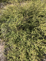 Leptecophylla juniperina