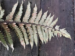 Polystichum polyblepharum