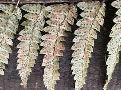 Polystichum polyblepharum