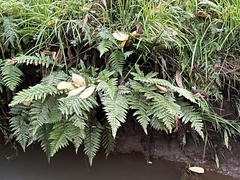 Polystichum polyblepharum