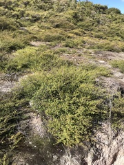 Leptecophylla juniperina