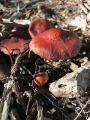 Leratiomyces ceres
