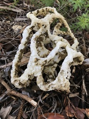 Ileodictyon cibarium