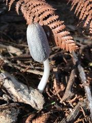 Coprinopsis lagopus