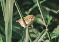 Common Tailorbird photo 5