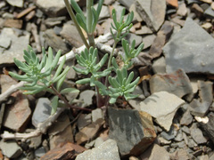 Linaria simplex