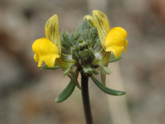 Linaria simplex