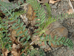 Vicia ervilia