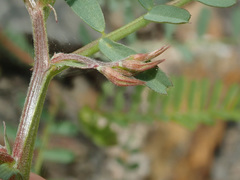 Vicia ervilia