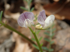 Vicia ervilia