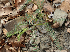 Vicia ervilia