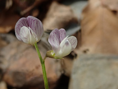 Vicia ervilia