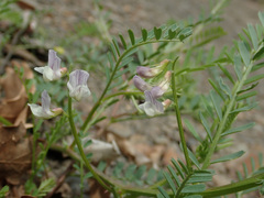 Vicia ervilia