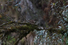 Cinclodes albidiventris