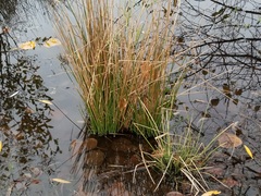 Juncus effusus pacificus