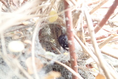 Latrodectus katipo