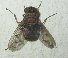 Aulacephala