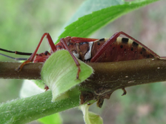Urochela quadrinotata