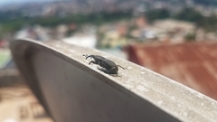 Cosmopolites sordidus