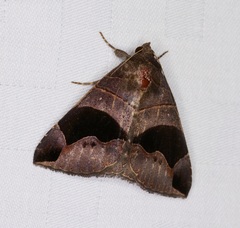 Bastilla joviana