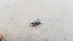 Cosmopolites sordidus