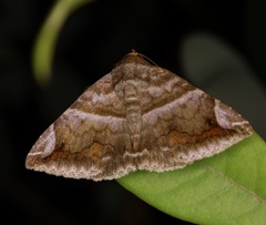 Buzara onelia