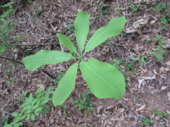 Magnolia obovata