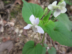 Viola acuminata
