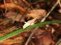 Hyposidra infixaria