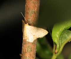 Idaea ptyonopoda
