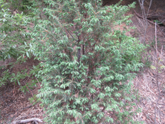 Juniperus rigida