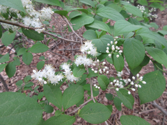 Symplocos sawafutagi