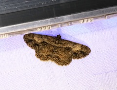 Psilalcis galsworthyi