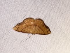 Pylargosceles steganioides