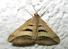 Chiasmia subcurvaria