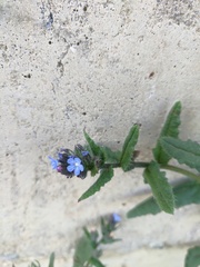 Anchusa arvensis orientalis