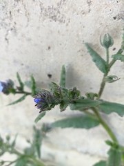 Anchusa arvensis orientalis