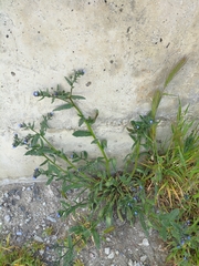 Anchusa arvensis orientalis