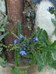 Anchusa arvensis orientalis
